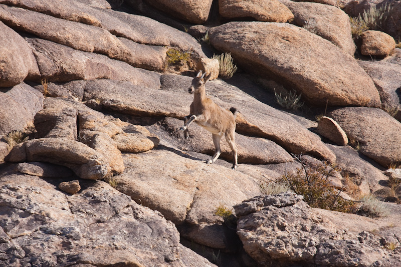 Siberian Ibex